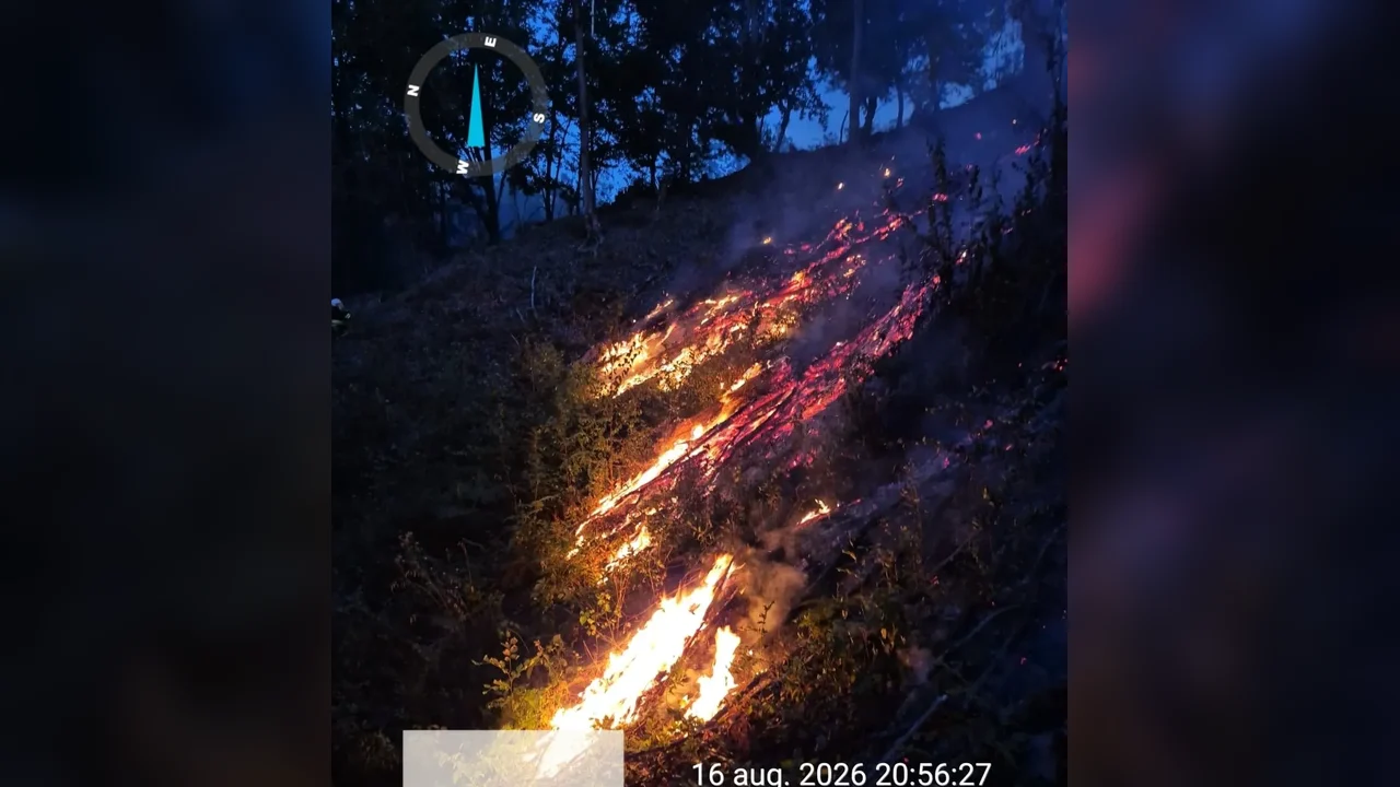 Rezumat: peste 300 ha de vegetație în Timiș, focare concentrate la Făget